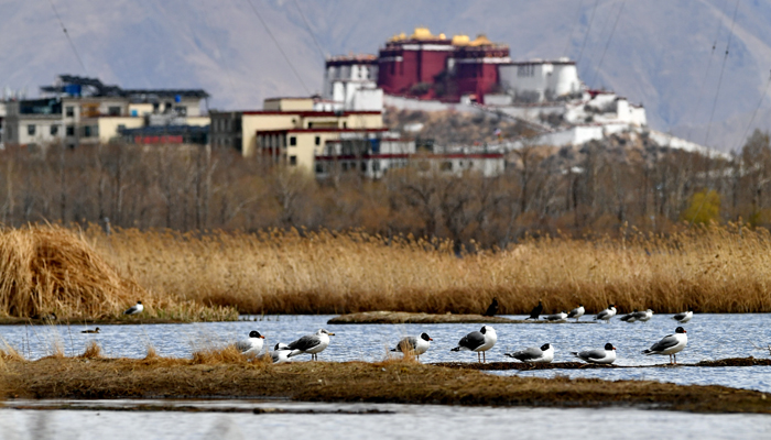 Bird watching in Lhasa during winter