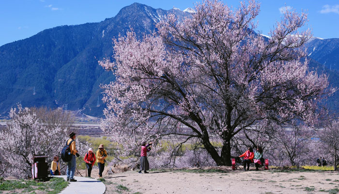 The Nyingchi Peach Blossom Festival