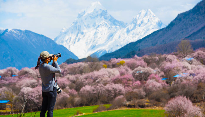 Nyingchi Peach Blossom in mid-March